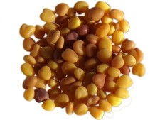 Trèfle Blanc Nain Non Traité Merwi - Trifolium Repens L - White Clover - SEM06