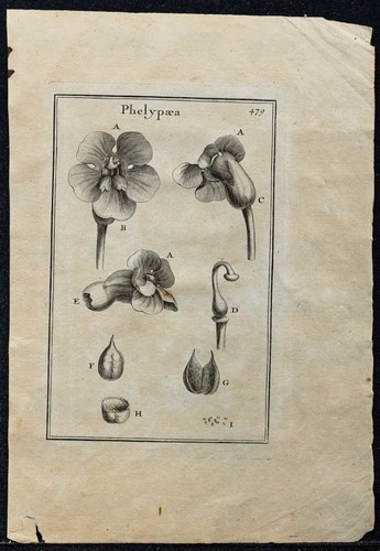1719 phélypée - phélypée, (phelypaea)
