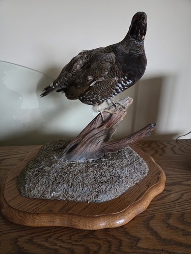 Grouse spruce mount taxidermy - spruce,