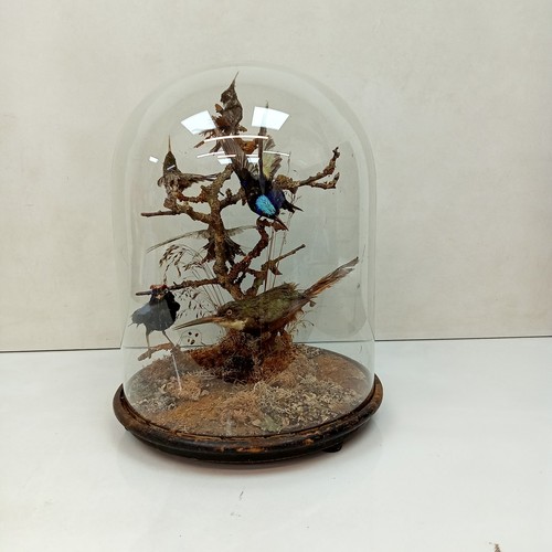 Antique victorian taxidermy - victorian,