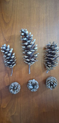 Lot pomme pin - de, himalaya