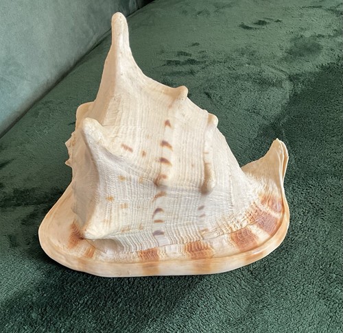 Grand coquillage casque cassis - casque,