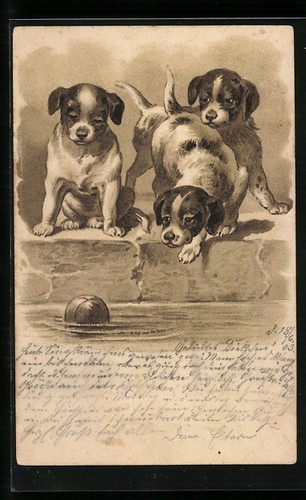 Carte postale chiots chiens