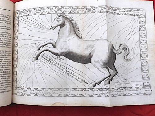 Cheval equitation parfait - equitation, le