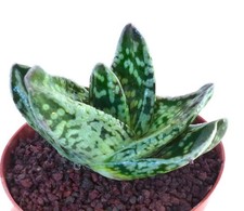 Gasteria armstrongii cv