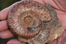 Grande ammonite grammoceras penestriatulum toarcien ombilic présent
