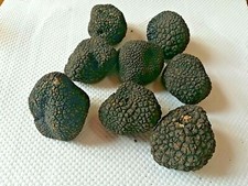 Truffe Noir Accro Cool II