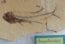 POISSON FOSSILE OLIGOCÈNE DE