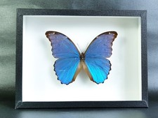 Papillon Morpho didius (A-) - (insecte entomologie taxidermie)