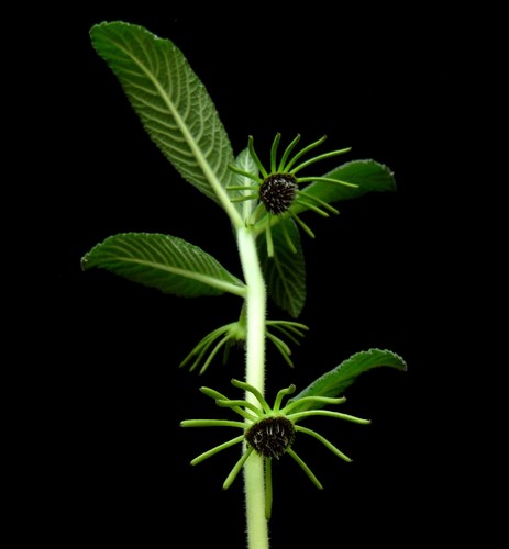 Dorstenia cuspidata euphorbia - dorstenia,