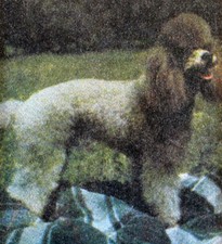 CHIEN LE CANICHE  MONTE CARLO   MONACO Premier Jour 1°  FDC  Yt 1037