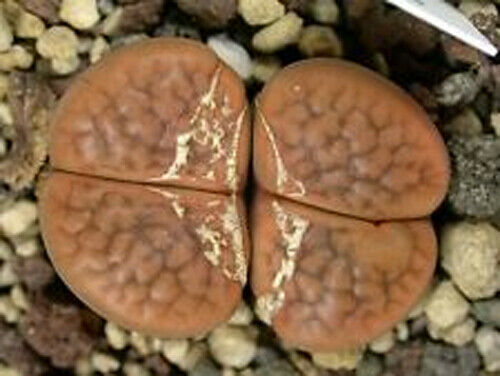Graines lithops hookeri - de,