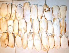 x10 GROS OS DE SEICHE BIO BRETAGNE OISEAUX CAGE CANARIS POULES VOLIÈRE PERROQUET