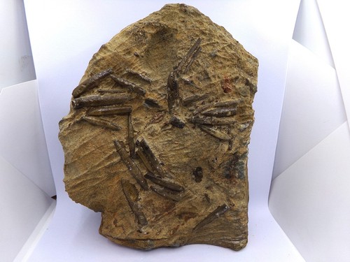 Belemnites fossiles sur gangue