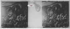 Création florale, Plaque verre photo stéréo, positif noir & blanc 4,5x10,7 cm