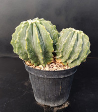 Ferocactus glaucescens f