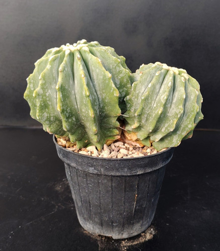 Ferocactus glaucescens - , f