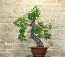 Bonsaï de vigne (60)