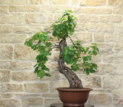 Bonsaï vigne - bonsaï, (60)