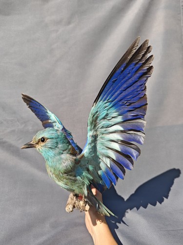 European roller taxidermia - european,