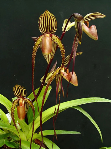 Paphiopedilum prince edward - paphiopedilum, of