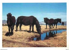 Animaux - Chevaux - Cheval de