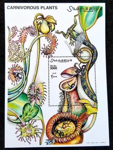 Somalie plante carnivore 2000 - carnivore,