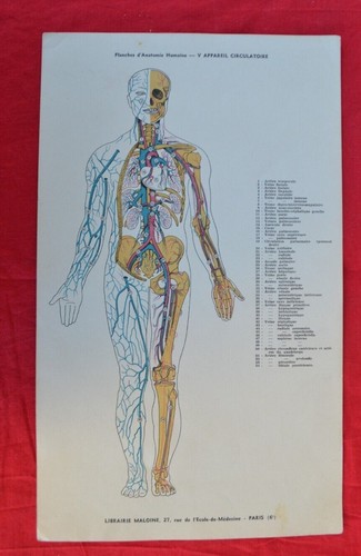 Ancienne planches anatomie - ancienne, "planches