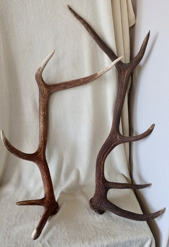 Grands bois cerf 10 cors - de,
