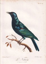 Étoile De Cape Rotschulter