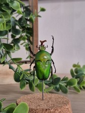 Insecte Naturalisé Sous Cloche En Verre