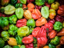 25 Graines de Piments Antillais Habanero légumes jardins - semences paysannes