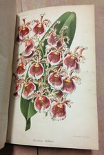 REVUE HORTICOLE ANNEE 1881 - 9