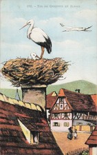 En Alsace un nid de cigognes 32124