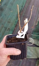 Elaeagnus multiflora 'Sweet