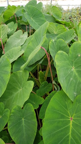 Colocasia esculenta pink - colocasia, 'pink