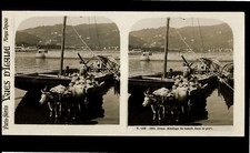 Italie, Côme, Attelage de boeufs dans le port, ca.1914, stéréo  tirage d'