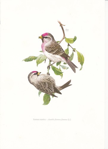 Planche histoire naturelle - planche,