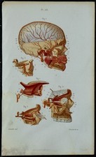 1852 - Planche anatomie