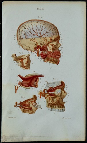 1852 planche anatomie - 1852,