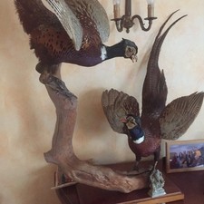 Deux faisans naturalisés