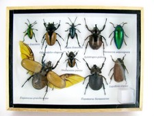 Insectes 3D - exotiques réel