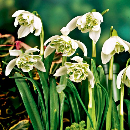 Perce neige double bulbes - double,