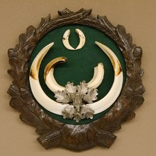 Armes De Sanglier (Sus Scrofa)