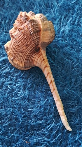 Murex haustellum - murex,