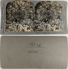 Nid d'oiseau caché, Vintage silver print, ca.1900, Stéréo Tirage vintage, l