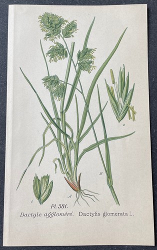 Botanique dactyle aggloméré - dactyle,