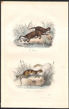 1855 Gravure aquarellée
