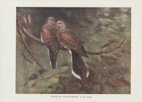 Pigeon ramier streptopelia - pigeon, (streptopelia