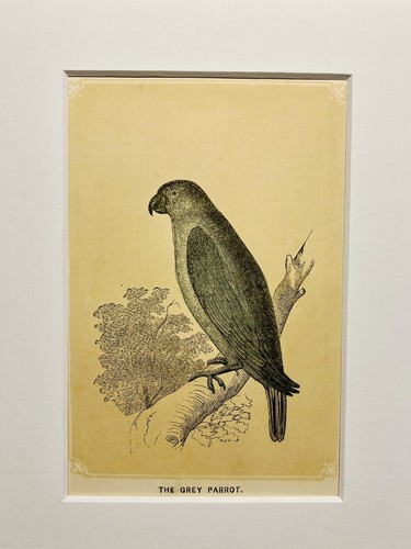 Perroquet gris oiseaux